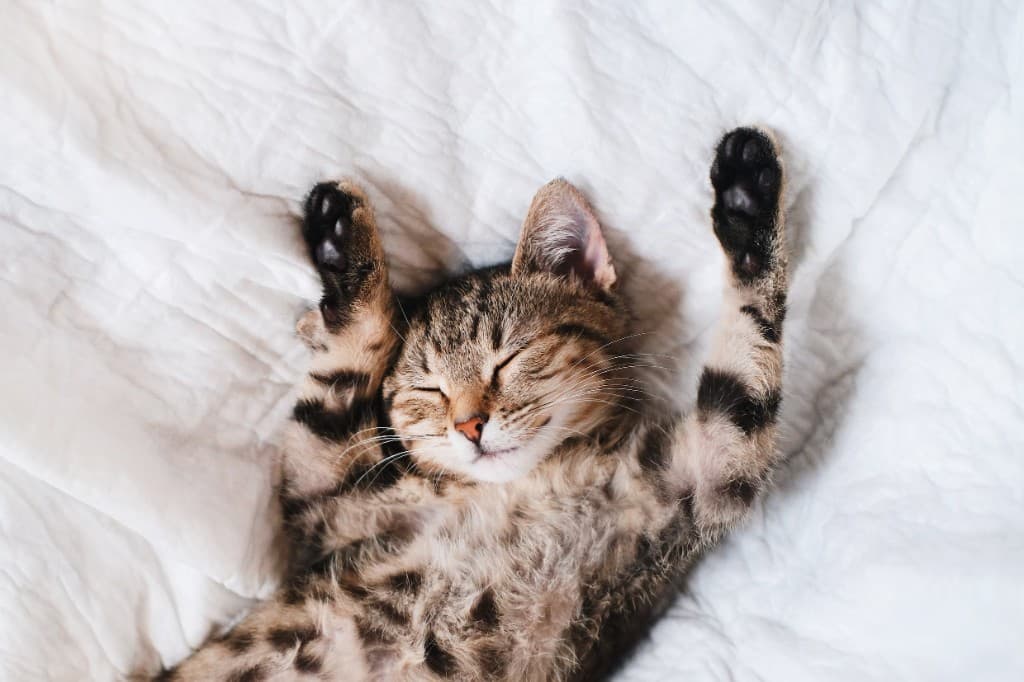 Slapende tabbykat op de rug, met de poten omhoog