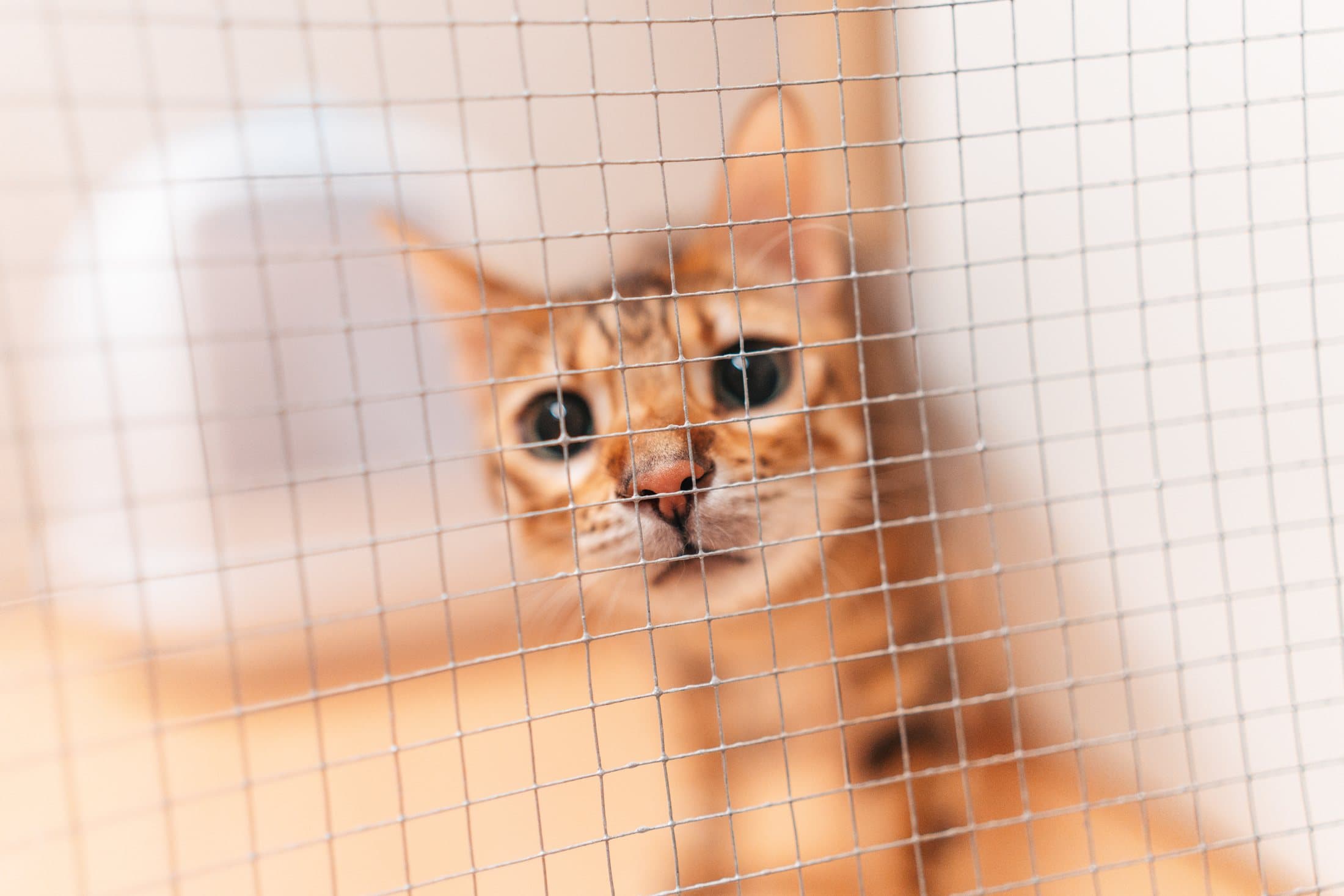 Nieuwsgierige kat achter het gaas van haar kamer
